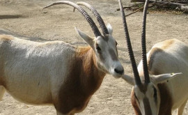 O specie de antilopă africană considerată dispărută a fost readusă în natură