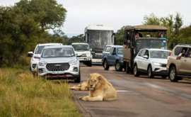 Уставший лев уснул на дороге в ЮАР и полностью перекрыл движение