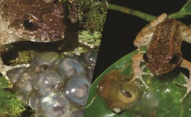 Размером с монету Ученые открыли ранее неизвестный вид крошечных зубастых лягушек