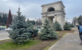 Autoritățile explică de ce au tăiat brazii de lîngă Arcul de Triumf din centrul capitalei 