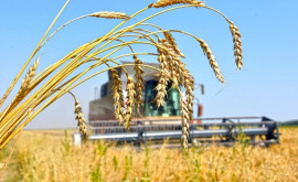 Комиссия по чрезвычайным ситуациям требует лицензирования импорта зерна
