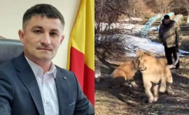 Imagini cu puii de leu plimbați la Ștefan Vodă Inspectoratul pentru Protecția Mediului reacționează