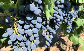 Почему в Молдове резко подорожал виноград 