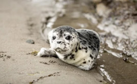 Найдены виновники загадочных смертей детенышей тюленей 