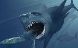 В Тихом океане найден зуб морского чудовища