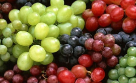Сезон столового винограда в Молдове итоги и перспективы
