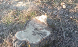 В Каушанах применили штрафы за незаконную вырубку деревьев