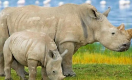 O fosilă antică de rinocer descoperită pentru prima dată în Asia de Est