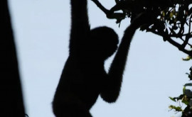 Редчайший в мире примат случайно попал на видео