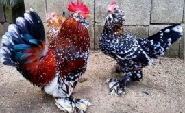 Focare de gripă aviară descoperite pe teritoriul țării