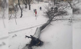 La un pas de tragedie Spații Verzi reacționează după ce un copac a căzut peste trei copii