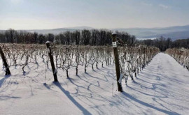 Как снегопады скажутся на состоянии садов и виноградников Молдовы