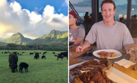 Bovine de la ferma lui Zuckerberg Animalele sunt hrănite cu mîncare de lux
