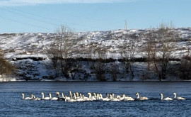 Миссия выполнима около сотни лебедей были спасены в Криулянах