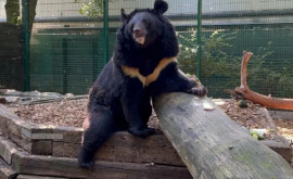 Спасенный изпод обстрелов в Украине медведь нашел новый дом