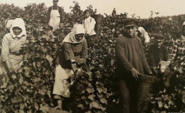 Как собирали виноград в Молдове больше 100 лет назад