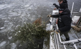 Шведы выбрасывают елки в воду после зимних праздников Что говорят экологи