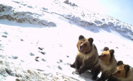Редкая порода медведей впервые замечена в Индии