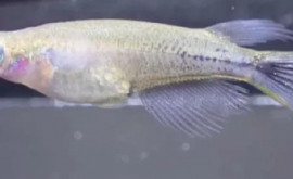 A fost descoperit un pește cameleon unic care își schimbă culoarea cînd se enervează