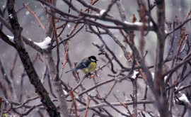 Остаемся зимовать завораживающие кадры с птицами 