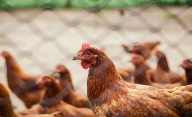 Focare de gripă aviară în cîteva raioane din țară