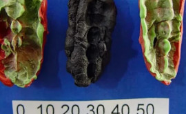 De necrezut Gumă de mestecat veche de mii de ani găsită de cercetători 
