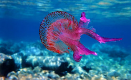 Красивые но ядовитые В прибрежных водах популярного курорта Пхукет обнаружены опасные для жизни медузы