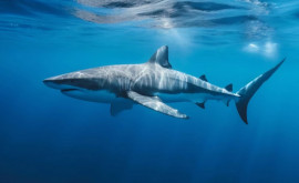 В Австралии акула напала на плавающую в гавани женщину