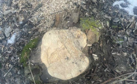 Mai mulți copaci de salcîm tăiați ilegal în raionul Rezina