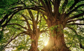 O nouă amenințare Încălzirea globală a făcut ca copacii să se comporte întrun mod distructiv pentru atmosferă