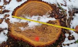 Peste o sută de copaci tăiați ilegal în raionul Dondușeni