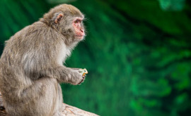 Turiștii avertizați împotriva atacurilor maimuțelor sălbatice din trei țări