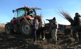 Locuitorii unui sat din Căușeni sau mobilizat pentru a planta o pădure