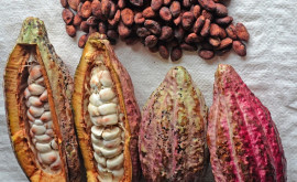 Preţuri record la cacao din cauza fenomenului El Nino