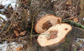 Tăieri ilegale de copaci la Călărași