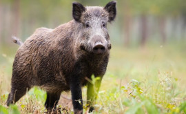 В Молдове зарегистрирован случай африканской чумы свиней у дикого кабана