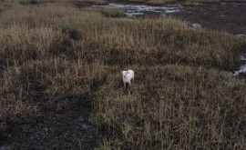Дрон с сосиской помог вытянуть собаку из болота