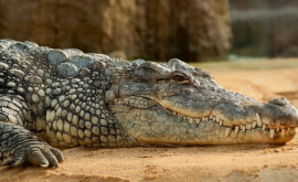 Крокодил в Пакистане наводит на жителей страх