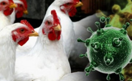 Mii de găini vor fi sacrificate în Danemarca din cauza unui focar de gripă aviară