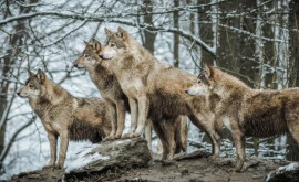Стая волков замечена у границы с Молдовой
