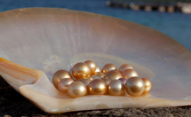 Miracolul perlelor Cum sînt extrase cele mai frumoase perle