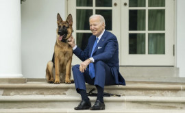 Agenții Serviciului Secret al SUA se plîng pe comportamentul cîinelui lui Biden