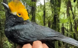 Орнитологи нашли редкую птицу которая считалась вымершей