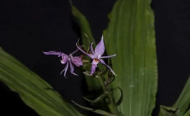 В Китае найден новый вид орхидеи