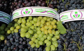 Новая поддержка для производителей столового винограда Молдовы