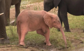 Необычный детеныш слона был замечен в южноафриканском парке
