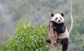 Sudcoreenii îşi iau rămas bun de la un îndrăgit urs panda înainte de întoarcerea sa în China