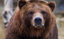 В Северной Македонии медведь напал на лыжника