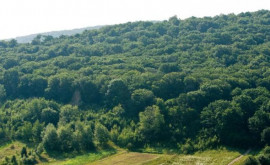 Правительство одобрило проект Лесного кодекса