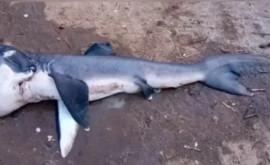 Un rechin foarte rar a fost vîndut la un preț extrem de mic pe piața din Zanzibar